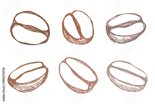 Set of hand drawn fresh roasted coffee bean Arabica robusta seed doodle Single element for design print packaging label decor