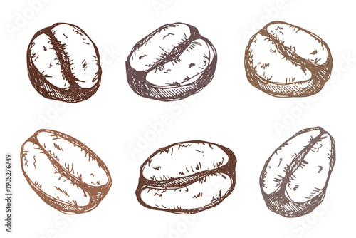 Set of hand drawn fresh roasted coffee bean Arabica robusta seed doodle Single element for design print packaging label decor