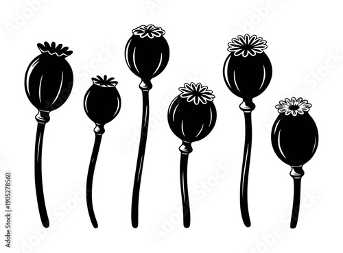 Black poppy seed pods with detailed tops and thin stems arranged a white background