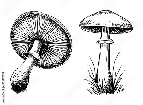 Hand Drawn Botanical of Mushrooms Showing Underside Gills and Stem Base fungi nature