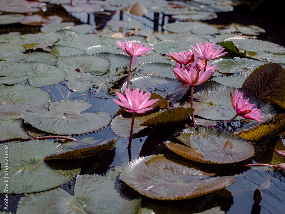 Ταπετσαρία Pink water lilies blooming on serene pond with lush green leaves from a close-up