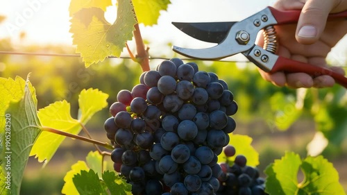 Hand pruning ripe grapes in a sunlit vineyard, showcasing lush green leaves and distant hills