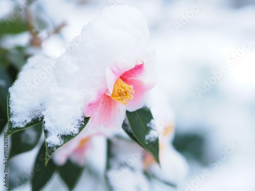 雪景色の中の椿の花