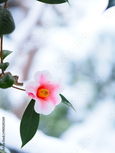 雪の中に咲く椿の花