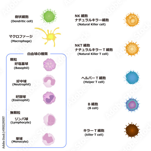 免疫細胞の種類
