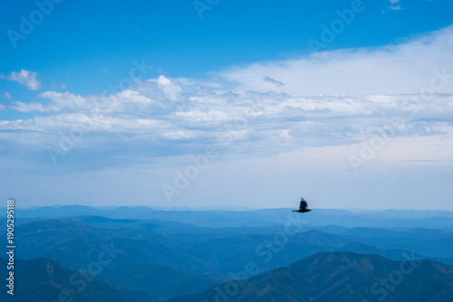 crow fliying on mount kosciuszko