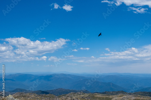 crow fliying on mount kosciuszko
