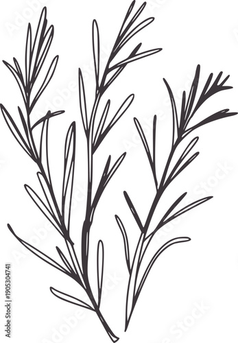 Minimalist black and of rosemary sprigs herb plant