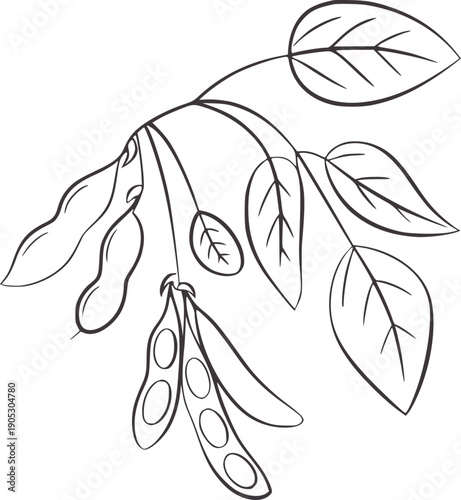 Minimalist line of a soybean plant branch with pods and leaves