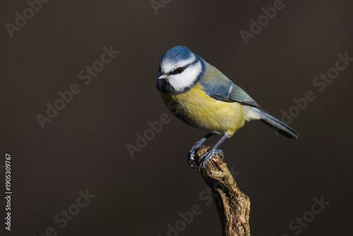 a close up of a blue tit, Cyanistes caeruleus, perches on the top of a branch.  The natural out of focus background has space for text copy