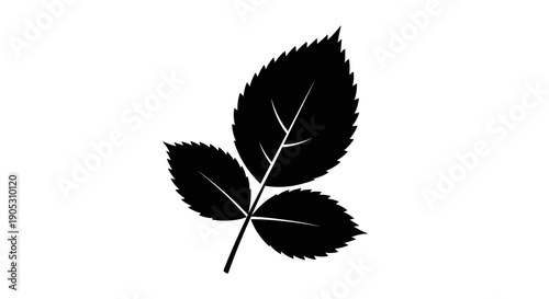 Black Silhouette of a Rose Leaf Cluster.