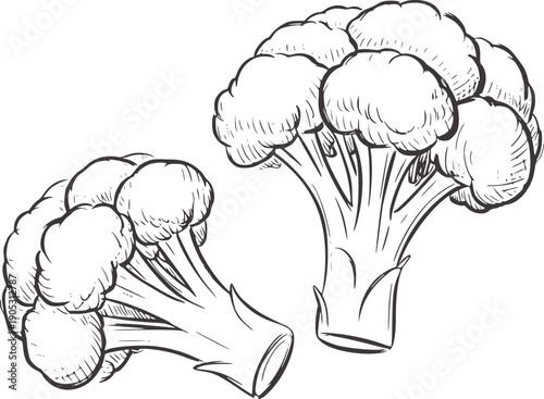 Hand drawn pencil of two broccoli florets vegetable food