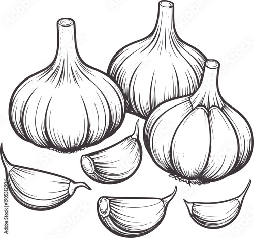 Pencil of whole garlic bulbs and cloves food ingredient