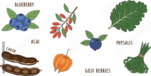 Superfood illustration set with blueberry acai goji berries physalis carob pods and leafy greens in clean flat hand drawn style for healthy nutrition and food education designs