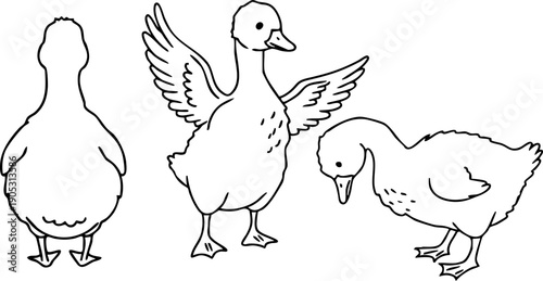 Goose Line Art Vector Set, Hand Drawn Farm Bird Outlines for Coloring
