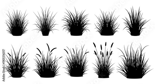 Collection of Black Silhouettes of Various Grasses and Reeds.