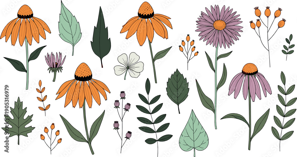 Obraz premium Hand drawn wildflower illustration set with echinacea meadow flowers leaves and botanical elements in soft natural flat style for garden and nature designs