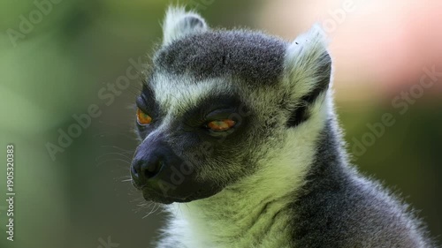 Close up portrait shot capturing the face of a ring-tailed lemur (Lemur catta) falling asleep in bright daylight.