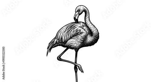 Detailed Black and White Engraving of a Flamingo Standing on One Leg.
