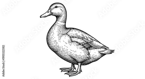 Detailed Black and White Illustration of a Mallard Duck Standing.