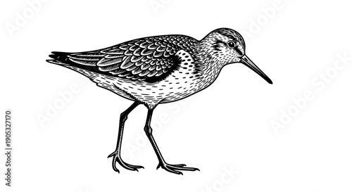 Detailed Illustration of a Shorebird in Black and White.