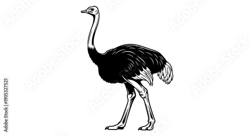 Detailed Illustration of a Standing Ostrich.