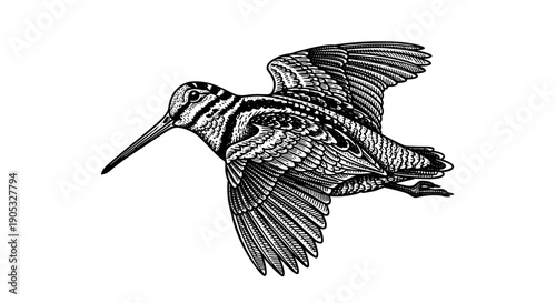 Detailed illustration of a woodcock bird in flight.