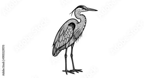 Detailed Sketch of a Majestic Heron Standing Tall.