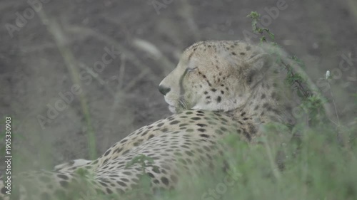 Wildlife, Cheetah In Umfolozi National Park, South Africa