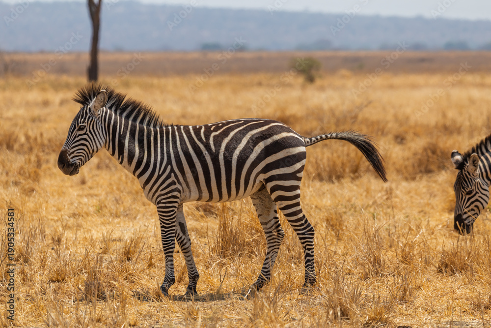 Obraz premium Tarangire National Park, Tanzania - September 30th 2025: Zebra in the Dry Savannah