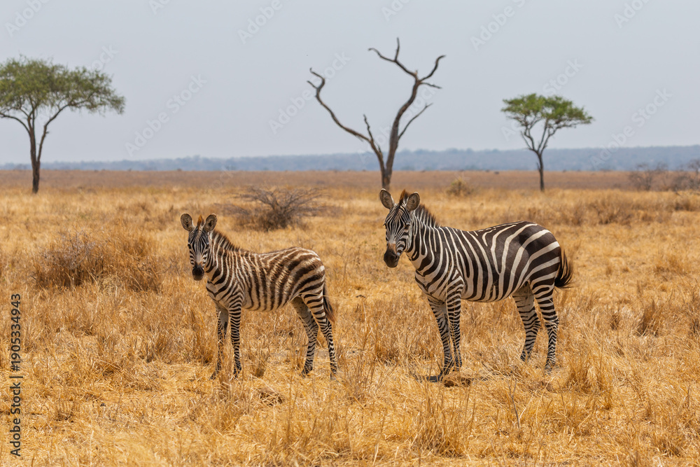 Obraz premium Tarangire National Park, Tanzania - September 30th 2025: Savanna Guardians: A Mother and Foal