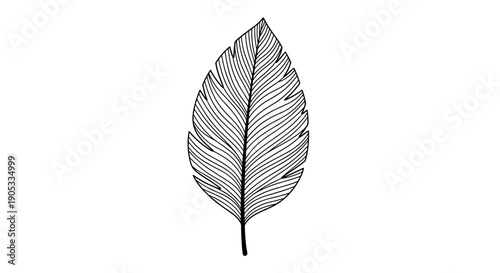 Elegant Feather Illustration Detailed Line Art.