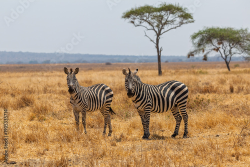 Tarangire National Park, Tanzania - September 30th 2025: Iconic Zebras in the Arid Savanna