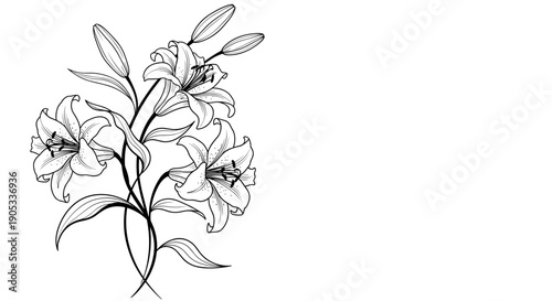 Elegant Lily Flower Illustration Line Art.
