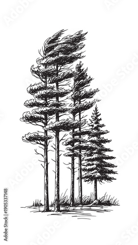 Group of tall windblown pine trees in a sparse woodland sketch.