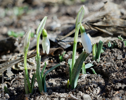Valokuva The first snowdrops of this spring are already in February.