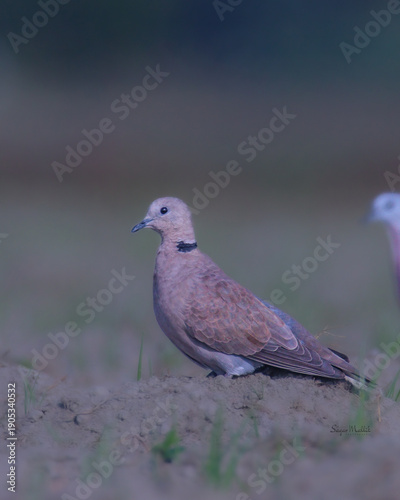a pair of Red Collared Dove 