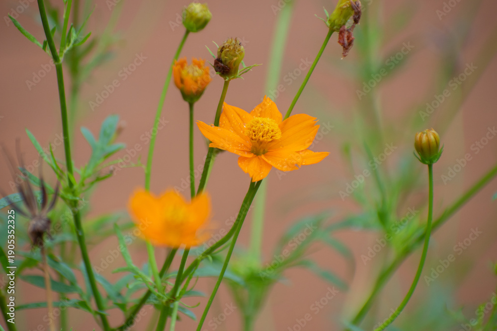 Obraz premium Cosmos sulphureus cosmos flower standing above lush green foliage