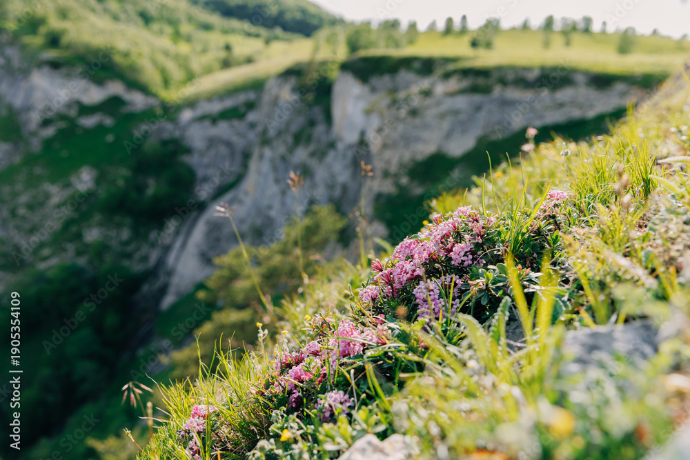 Obraz premium Pink alpine flowers on a sunny mountain slope, surrounded by fresh green grass and rocks. Daphne plant
