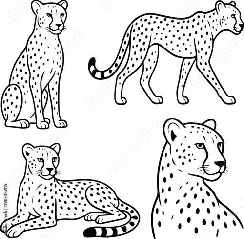 set of chita transparent