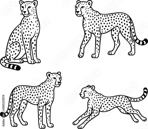 set of chita transparent