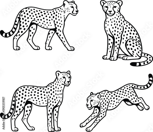 set of chita transparent