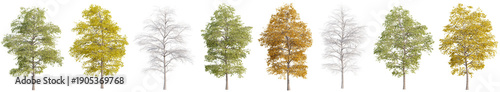 Foto Collection of Realistic Black Locust Frisia trees with isolated on transparent background
