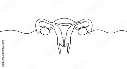 Continuous line drawing of the female reproductive system, featuring the uterus, fallopian tubes, and ovaries in a minimalist black and white style