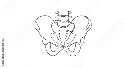 Minimalist continuous line drawing of a human pelvis, showcasing the anatomical structure of the hip bones and sacrum in a clean, modern illustration style