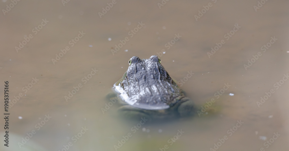 Obraz premium an african bullfrog in a waterhole