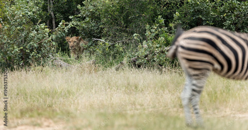 Naklejka premium a lion watching a zebra