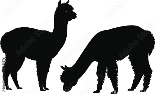 Black alpaca and llama silhouettes illustration set, standing and grazing farm animals, fluffy wool mammals flat vector illustration design