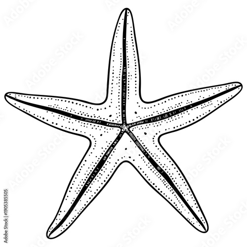 Starfish Line Art Illustration