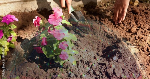 Valokuva Planting gardener's forearms pressing soil at garden bed, with pink impatiens an